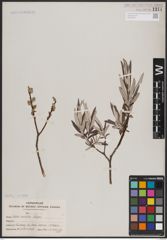 Foto von Salix candida Flüggé ex Willd.